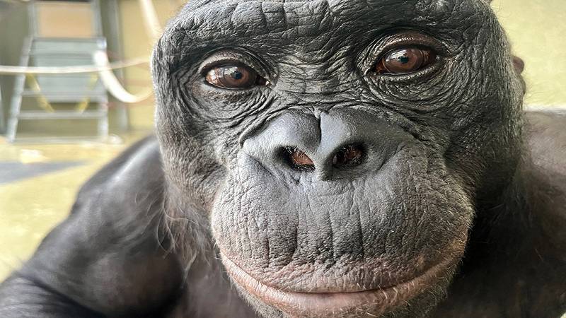bonobo Kanzi