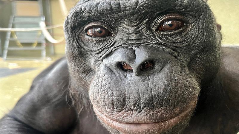 bonobo Kanzi