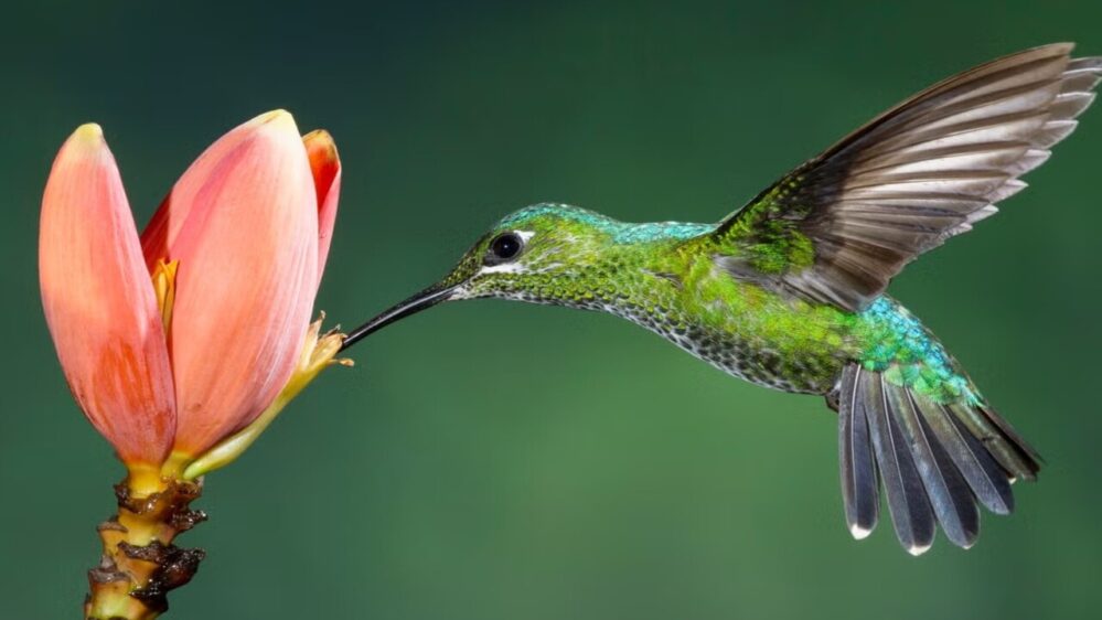 colibrì