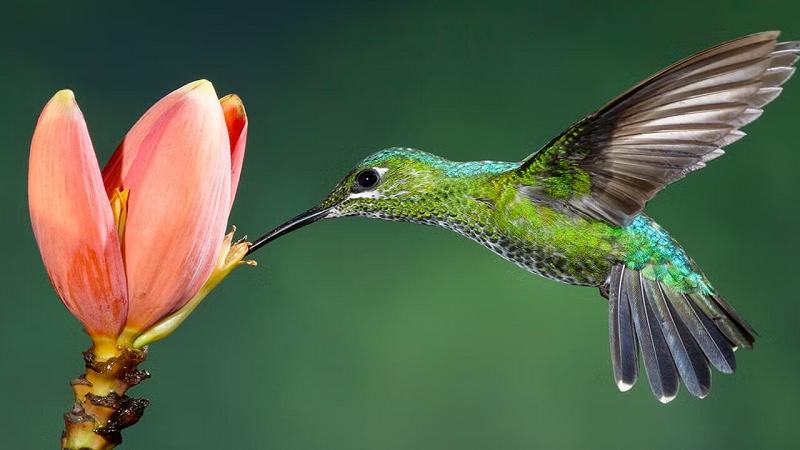 colibrì