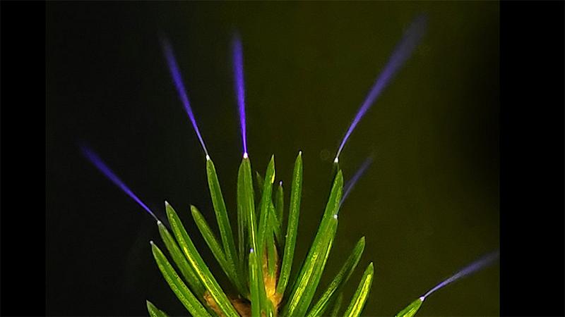 durante i temporali, le scariche elettriche creano minuscole fiamme ultraviolette sulle punte delle foglie degli alberi