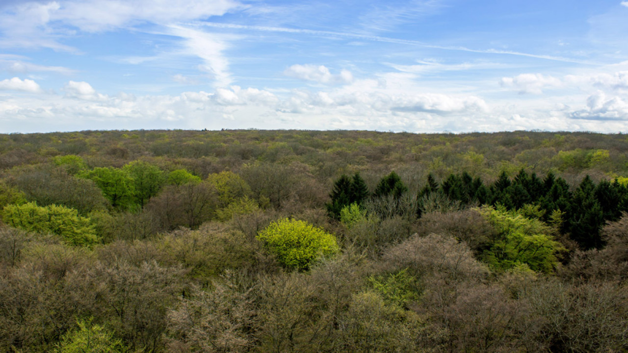 foreste dell'Europa centrale