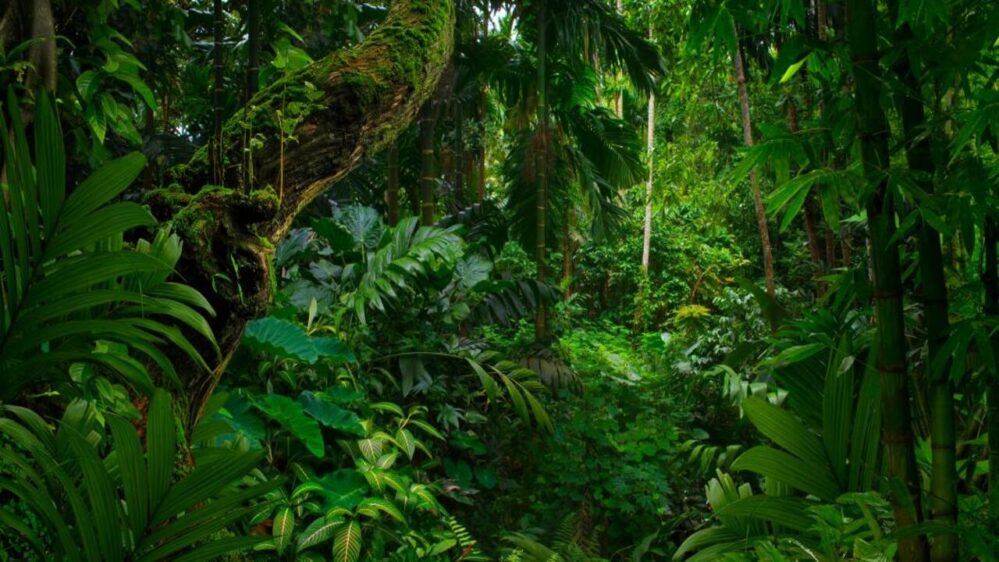 foreste pluviali