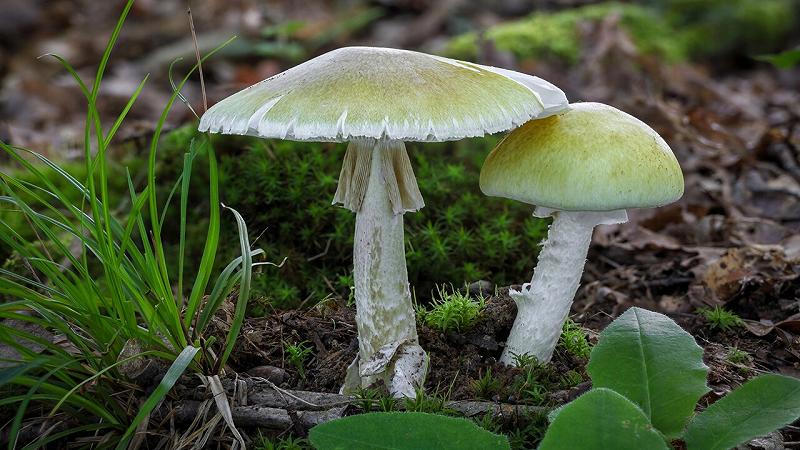 funghi velenosi della California