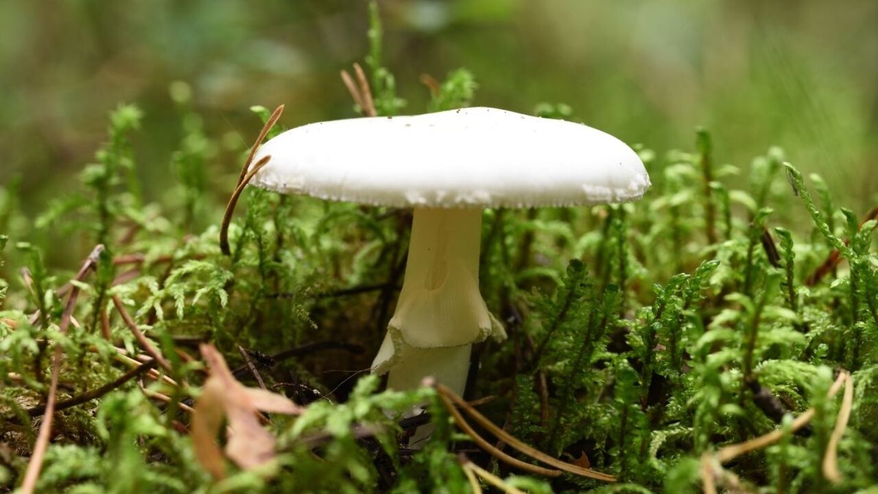 fungo velenoso Amanita phalloides