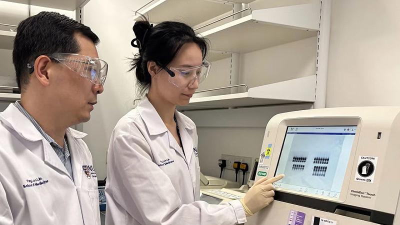 gli scienziati hanno esaminato l'espressione genica correlata al DMTF1