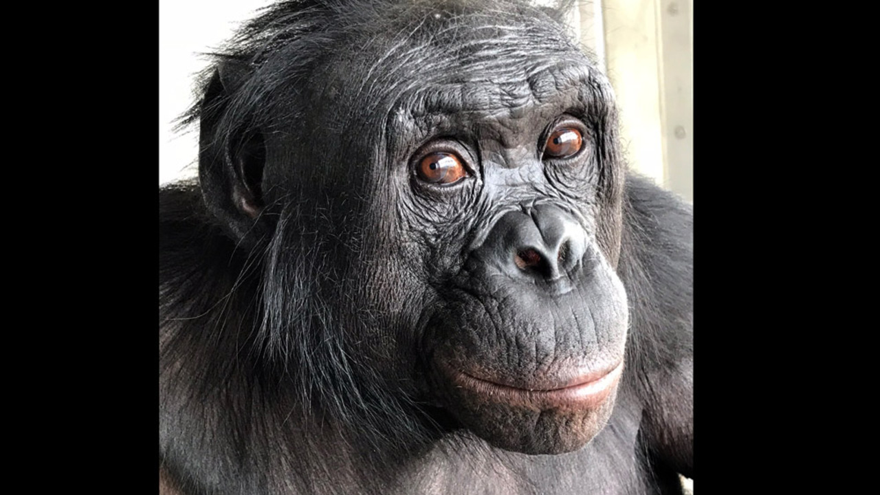 Immaginazione nelle grandi scimmie: il bonobo Kanzi rivela un’abilità ritenuta solo umana