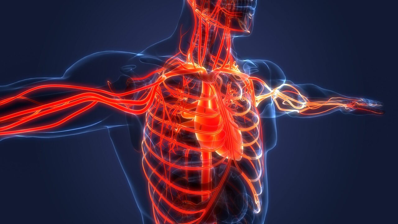 immagine in 3D del corpo umano
