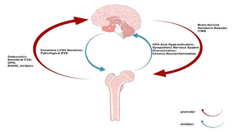 la strada a doppio senso dell'asse osso-cervello
