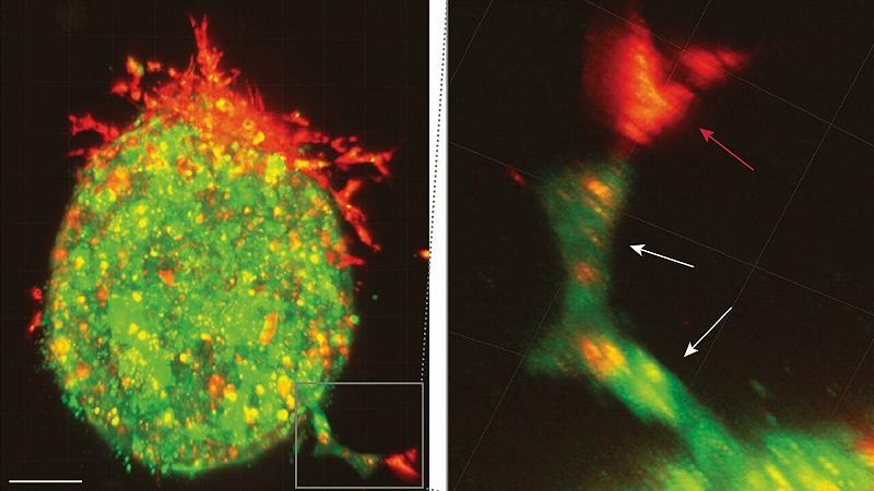 le cellule mesoteliali colorate di rosso penetrano per prime nei tessuti circostanti e creano percorsi per le cellule tumorali, le cellule tumorali verdi seguono attraverso le aperture