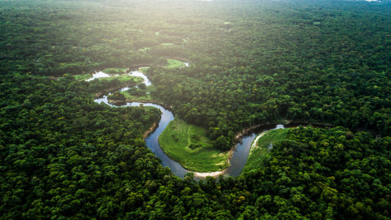 Foreste pluviali, uno studio quantifica un forte legame con le precipitazioni