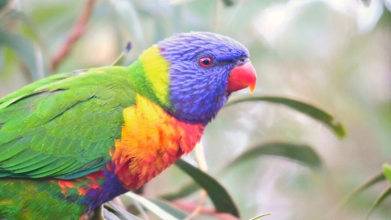 lorichetto arcobaleno