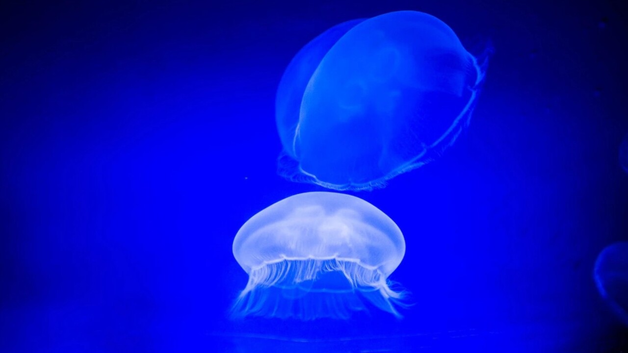 Le meduse dormono come noi: la scoperta che potrebbe rivelare l’origine del sonno