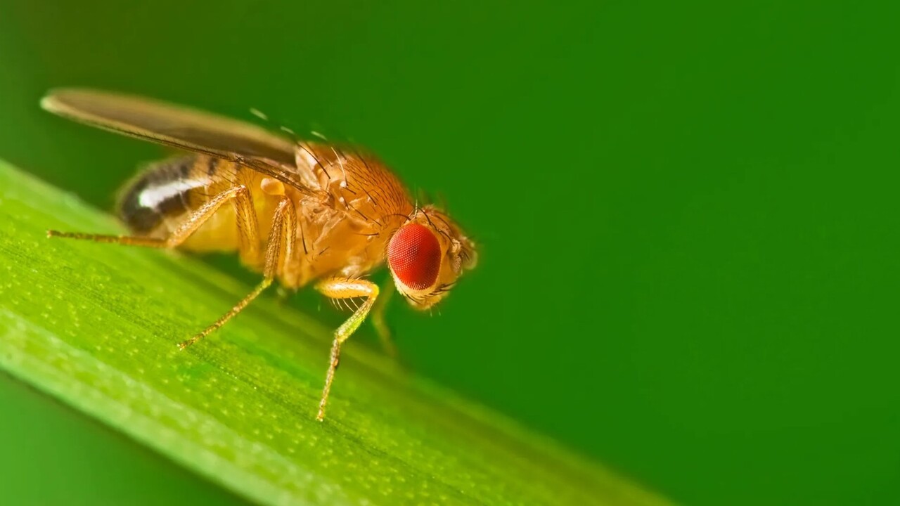 Strategie degli insetti: il sorprendente adattamento del moscerino della frutta alle condizioni locali