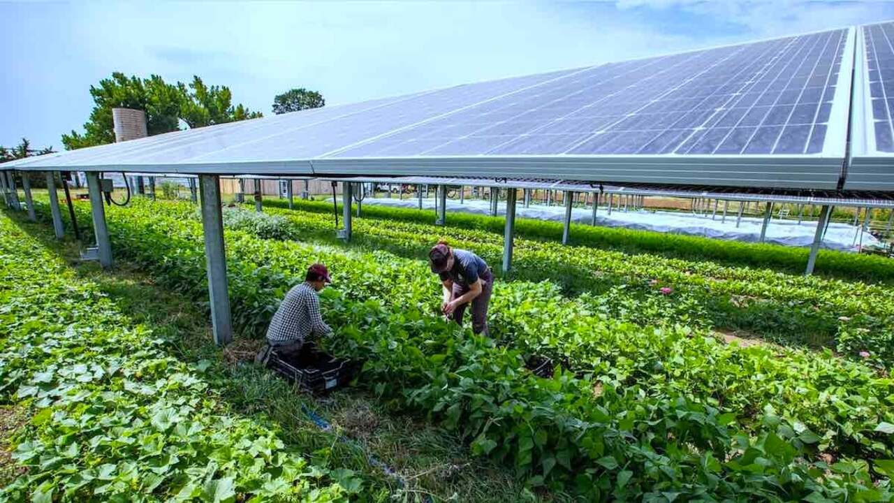 pannelli solari nelle aree agricole