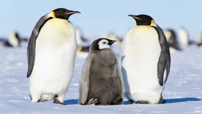 Pinguini imperatore, un dettaglio inatteso emerge dalle foto satellitari
