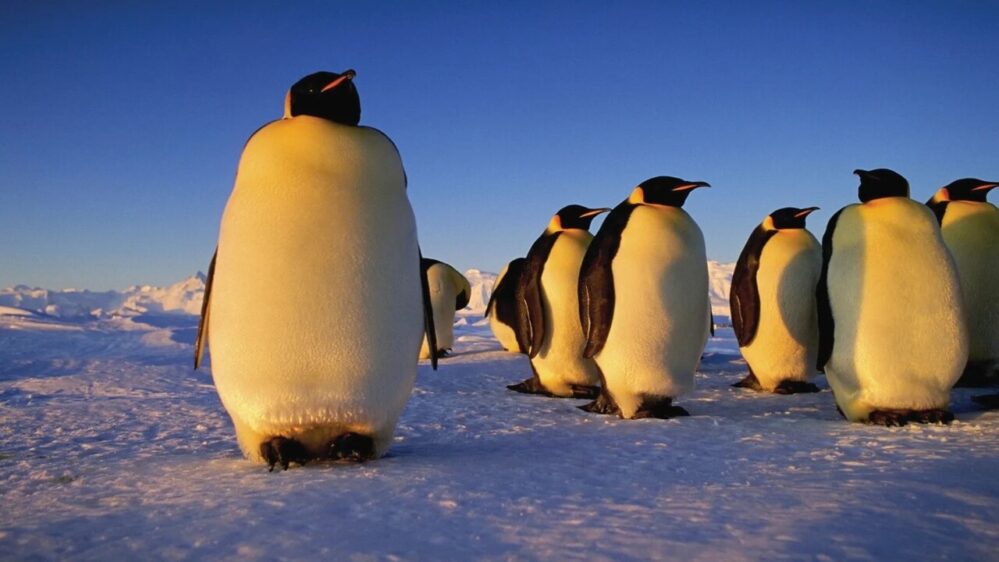 pinguini imperatore in Antartide
