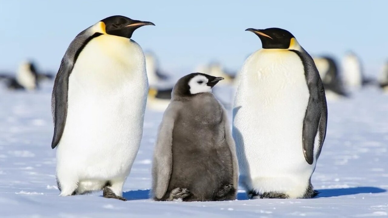 Pinguini imperatore, un dettaglio inatteso emerge dalle foto satellitari