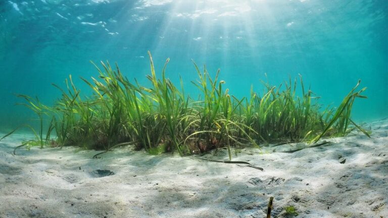Praterie di fanerogame marine: cosa rivela la nuova ricerca sulla loro resilienza al caldo estremo