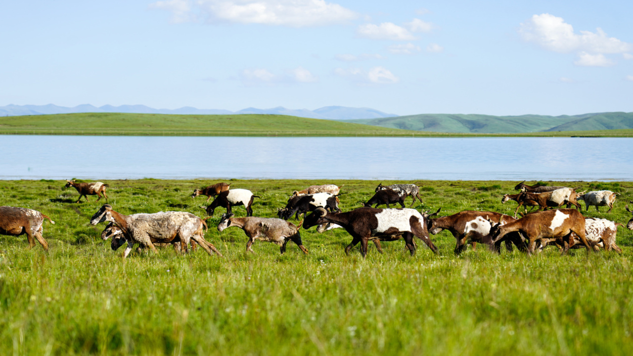 Produttività dei pascoli: la scoperta che cambia la visione degli ecosistemi
