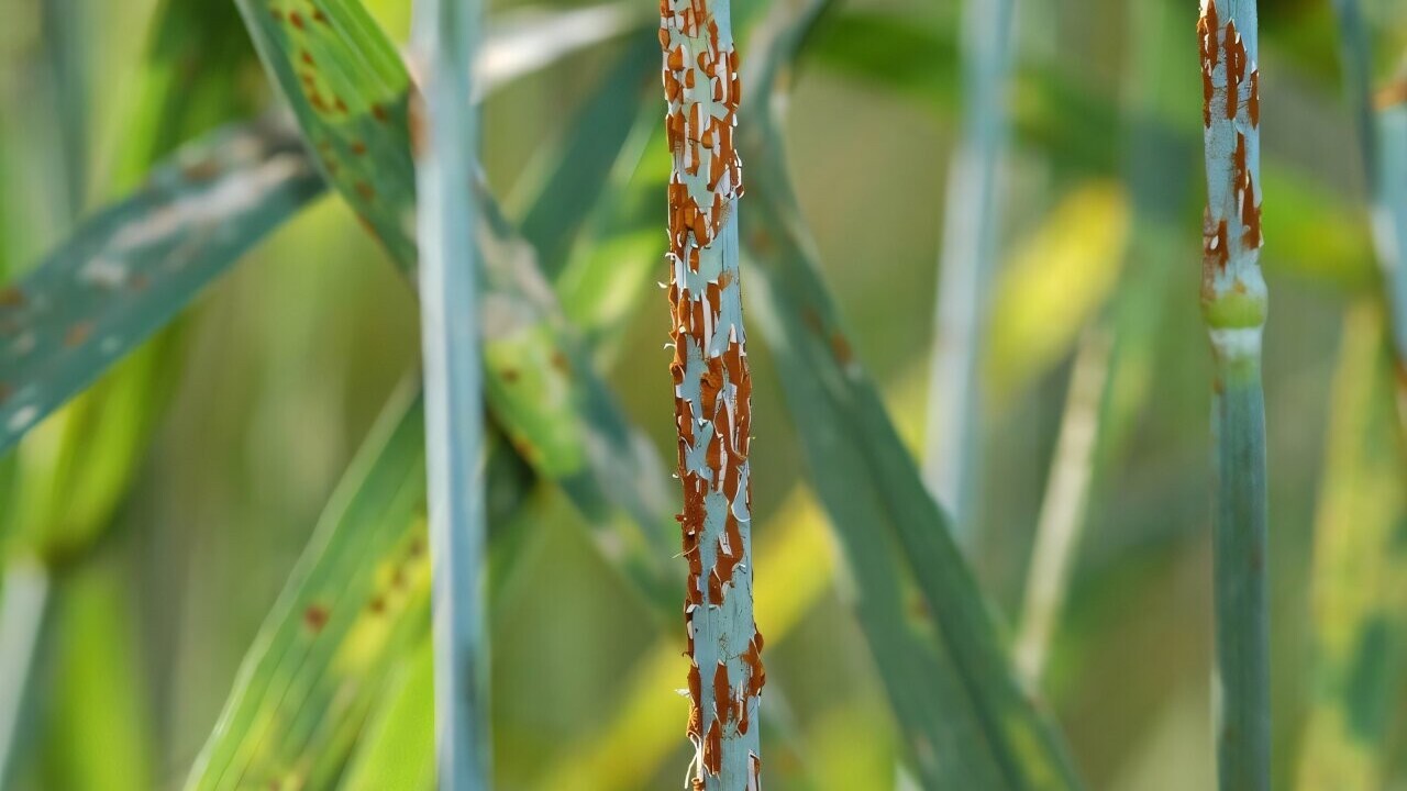 Una svolta genetica cambia la strategia contro la ruggine del grano