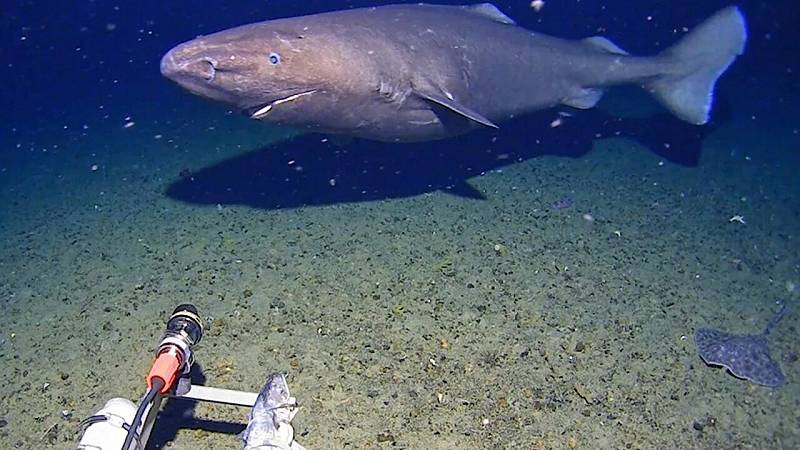 squalo avvistato in Antartide