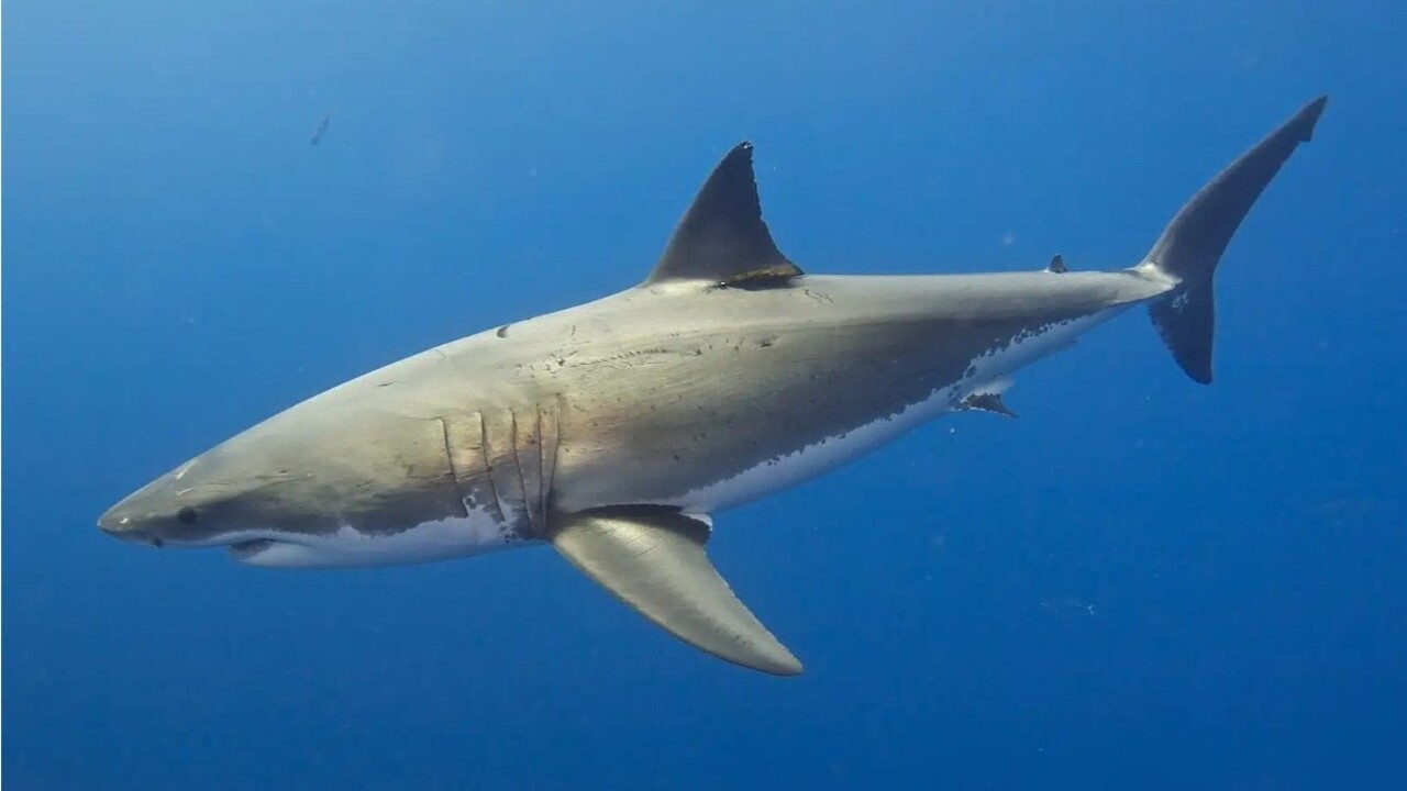 Antartide, avvistato il primo squalo nelle acque più fredde della Terra
