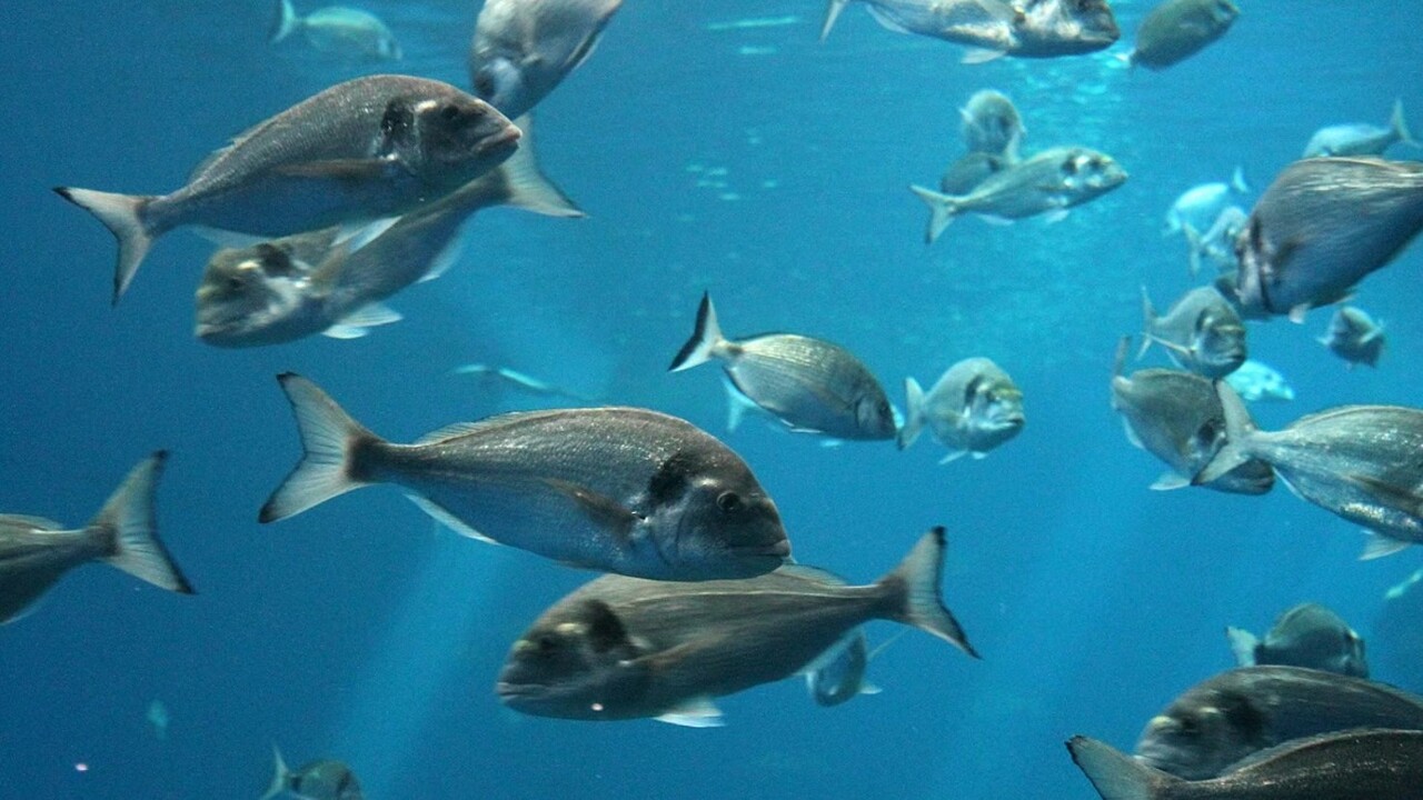 tonno rosso dell'Atlantico