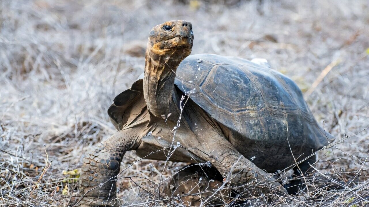 Tartarughe giganti nelle Galápagos: la reintroduzione storica di una sottospecie estinta
