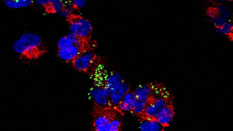 vaccino orale contro il COVID-19