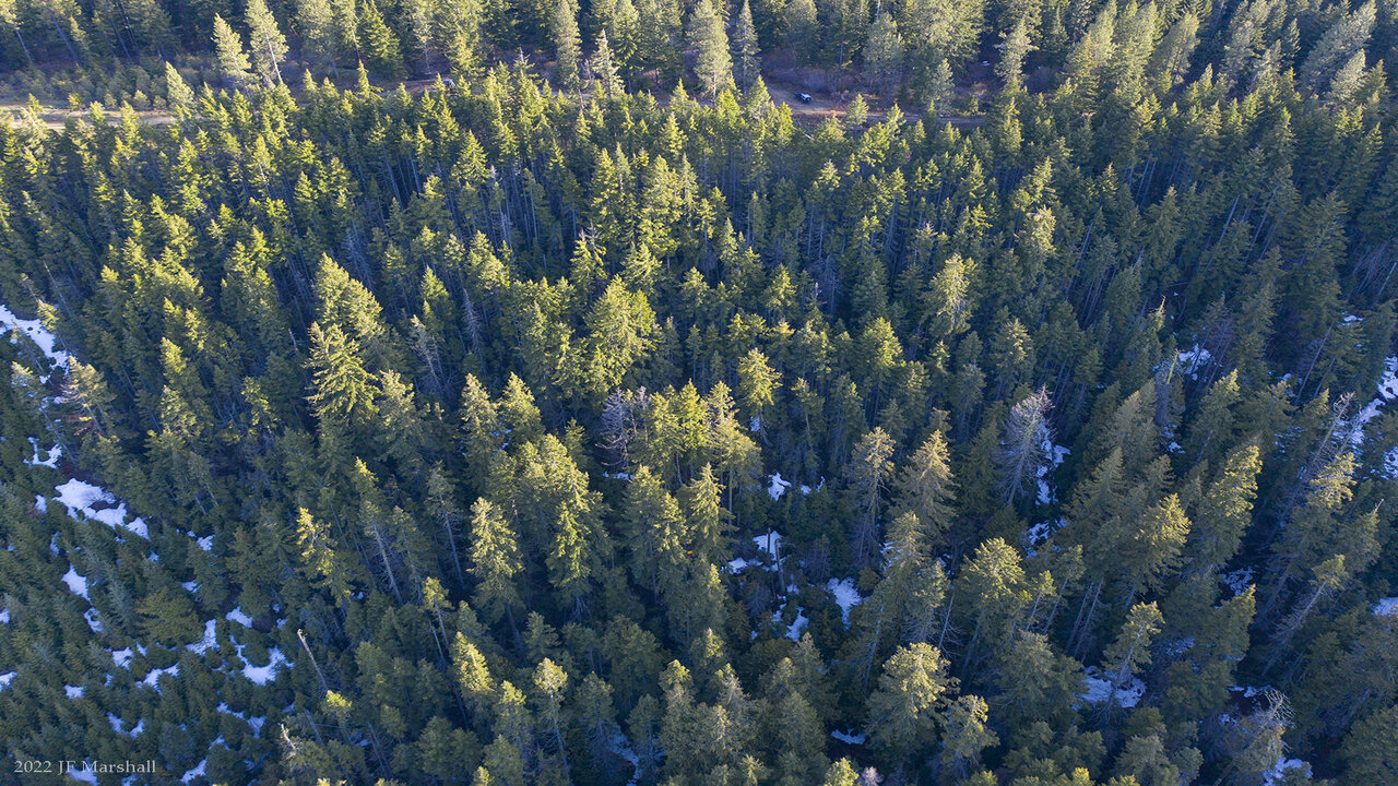 Cambiamento climatico, una strategia salva i boschi riscoprendo un metodo antico