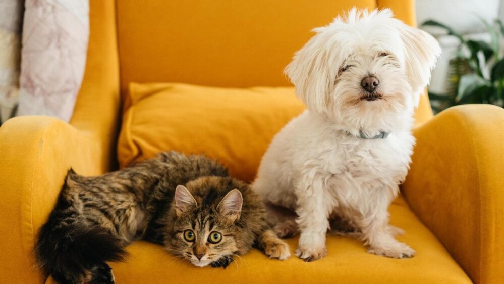 cane e gatto
