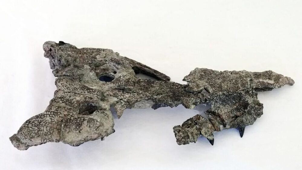 cranio fossile di Doratodon carcharidens, risalente a 85 milioni di anni fa, rinvenuto in Ungheria