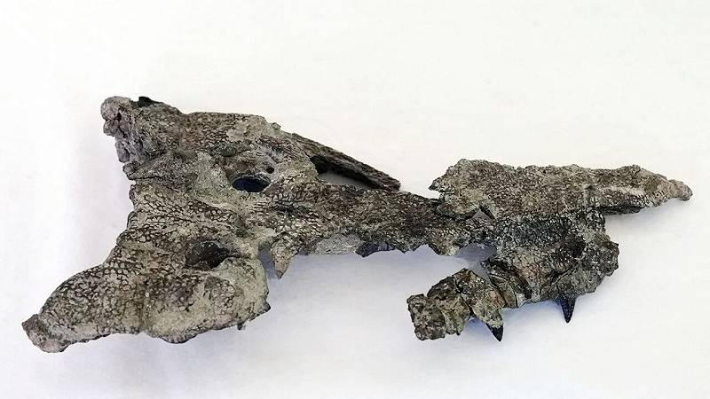 cranio fossile di Doratodon carcharidens, risalente a 85 milioni di anni fa, rinvenuto in Ungheria