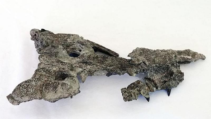 cranio fossile di Doratodon carcharidens, risalente a 85 milioni di anni fa, rinvenuto in Ungheria