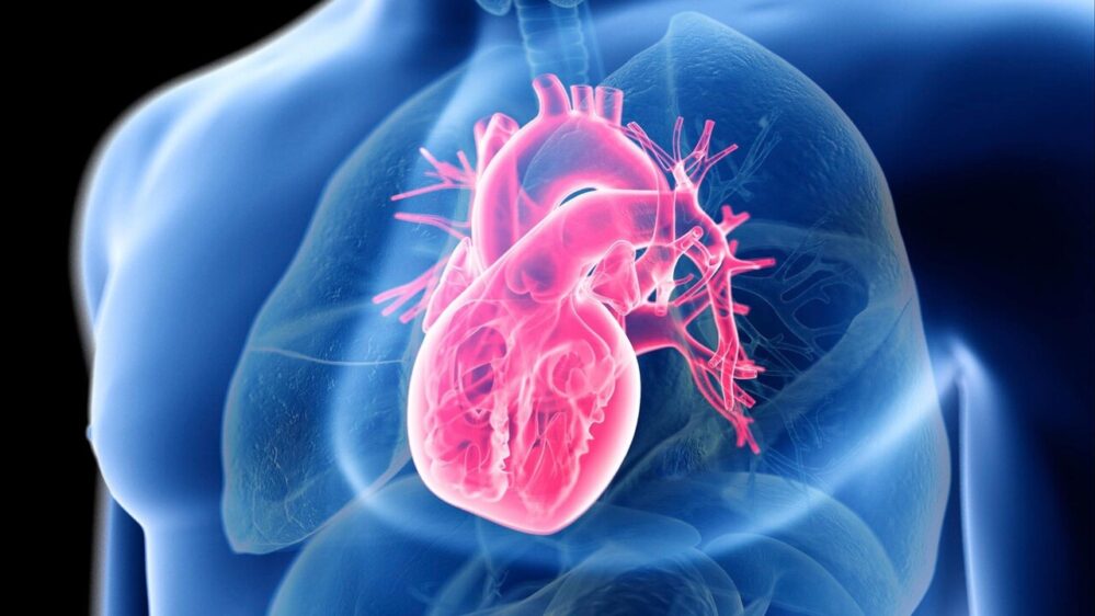 cuore