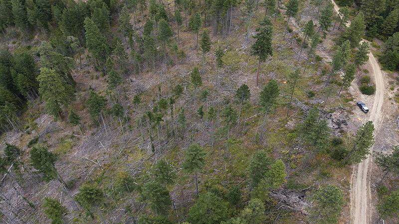 diradamento del bosco