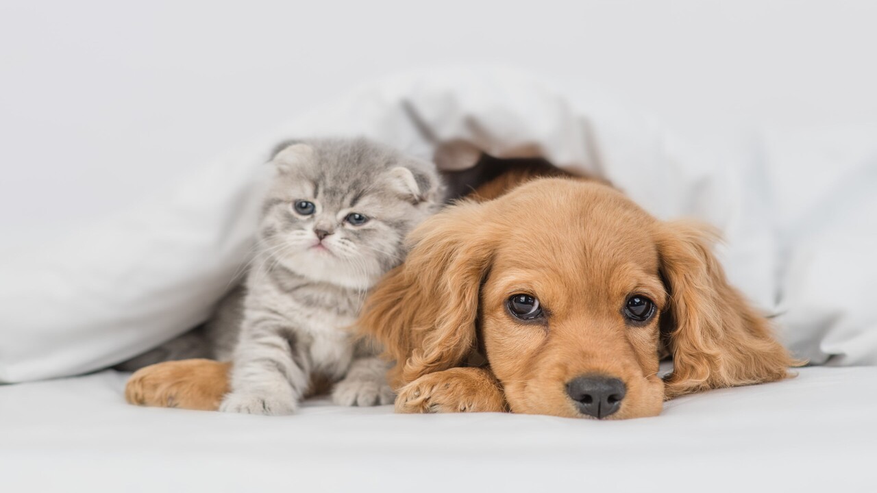 Tumori in cani e gatti: un archivio da un milione di casi apre una nuova era scientifica