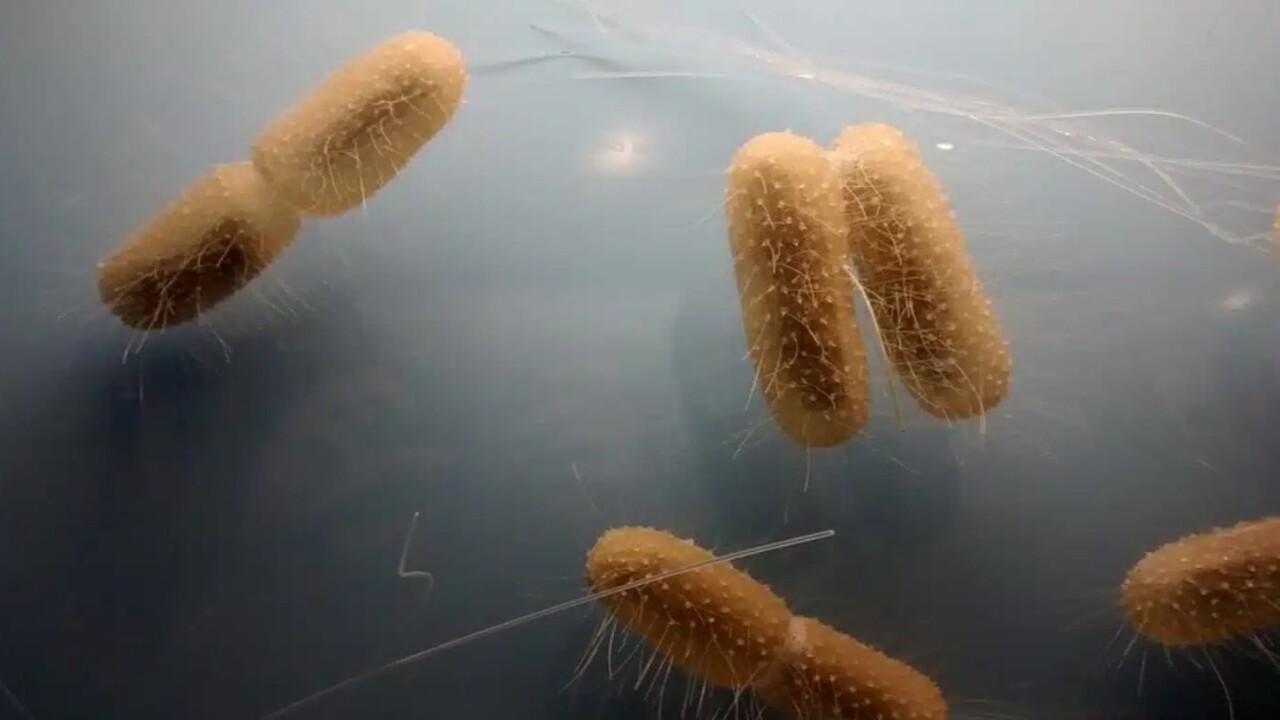 Cancro, nuovi batteri ingegnerizzati aprono scenari sorprendenti