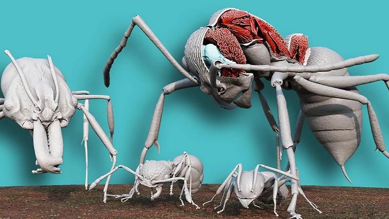 i ricercatori hanno utilizzato AntScan per riprodurre nei minimi dettagli l'anatomia di quattro specie di formiche di Okinawa