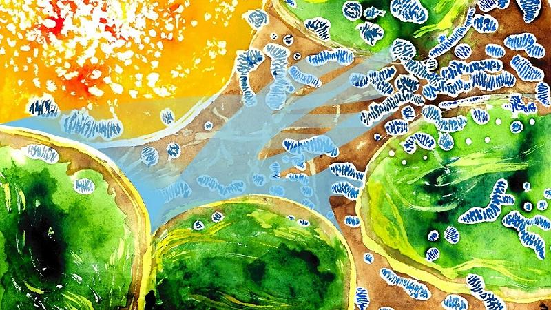 in condizioni di stress, i mitocondri possono ridurre i livelli di ossigeno all'interno dei cloroplasti consumandone di più