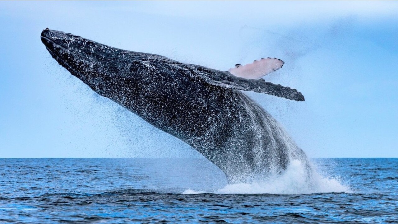 Il recupero delle megattere porta ad uno scenario inedito dopo vent’anni di monitoraggio