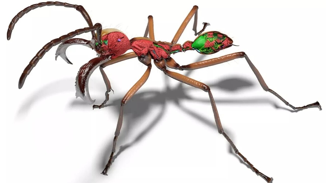 Formiche ricostruite in 3D grazie all’IA: sviluppato un metodo che riduce anni di lavoro a pochi giorni