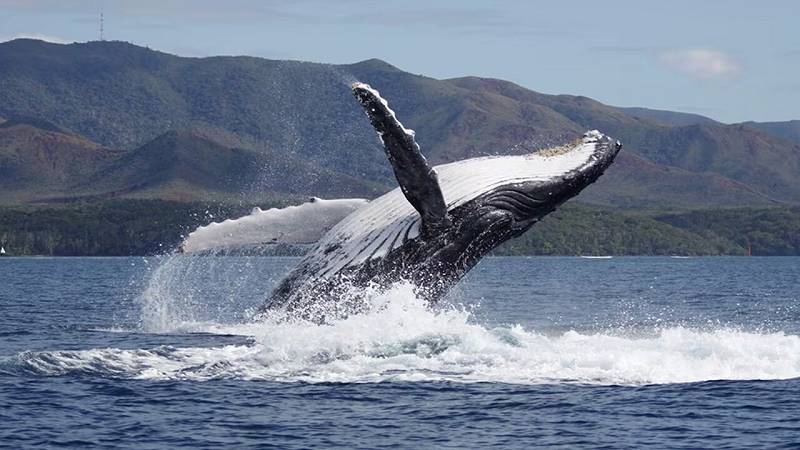 monitoraggio delle megattere