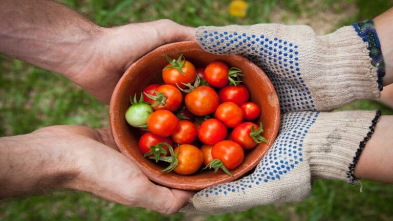 Mercati agricoli digitali: un gioco trasforma la sicurezza alimentare in una simulazione interattiva